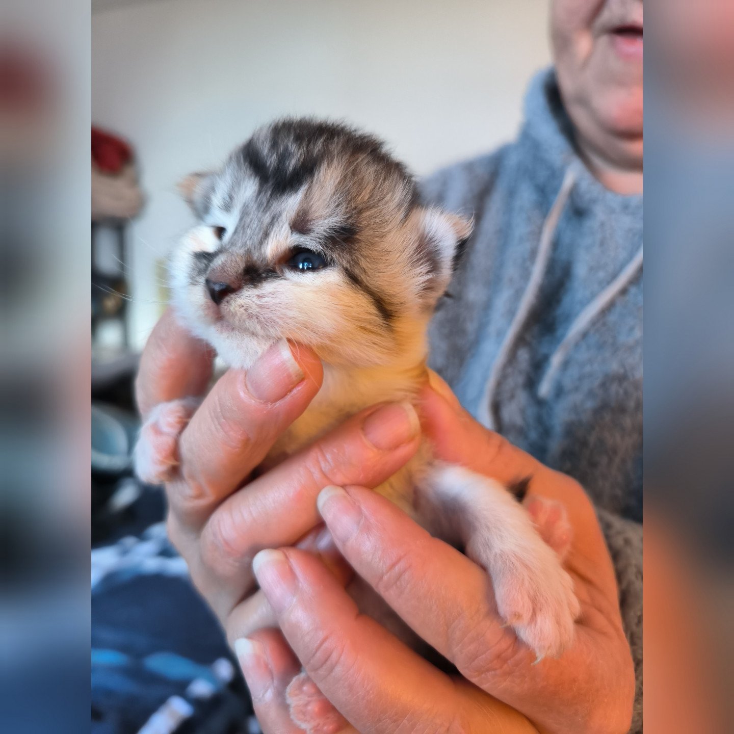chaton Maine coon black tortie smoke & blanc Ubyes Seven Chatterie de Ti Laouen