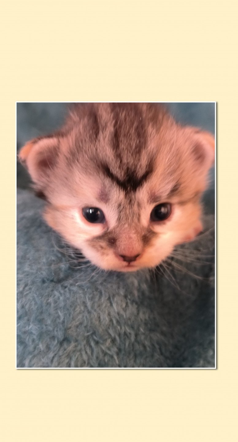chaton Maine coon black tortie smoke & blanc Ubyes Seven Chatterie de Ti Laouen