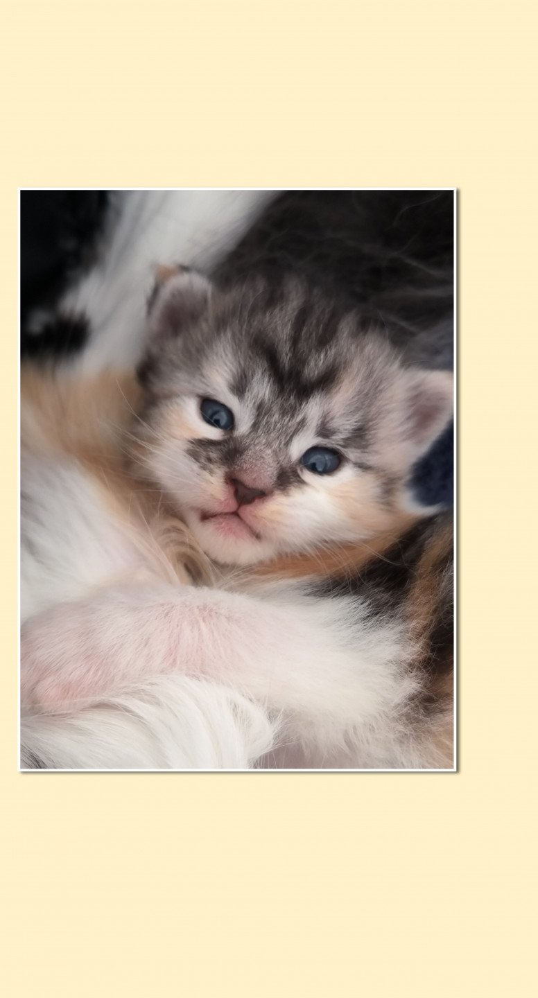 chaton Maine coon black tortie smoke & blanc Ubyes Seven Chatterie de Ti Laouen