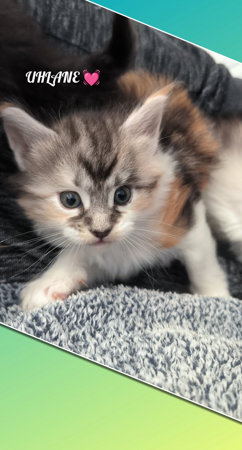 chaton Maine coon black tortie & blanc UHLANE de Ti Laouen Chatterie de Ti Laouen