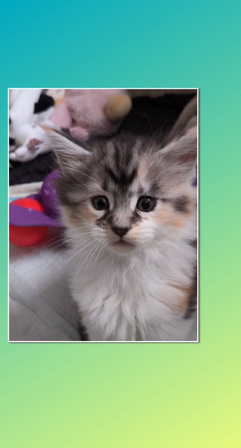 chaton Maine coon black tortie & blanc UTHA de Ti Laouen Chatterie de Ti Laouen