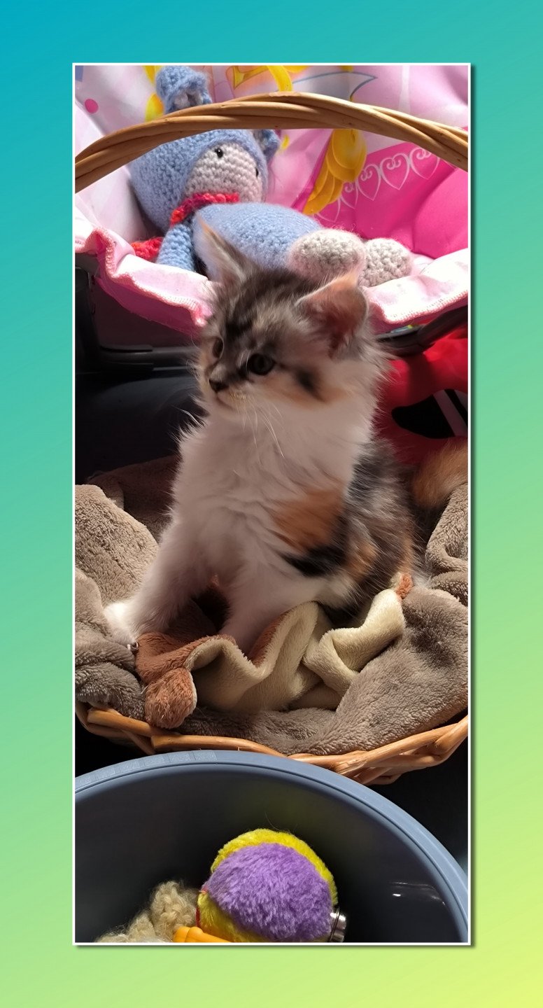 chaton Maine coon black tortie & blanc UTHA de Ti Laouen Chatterie de Ti Laouen