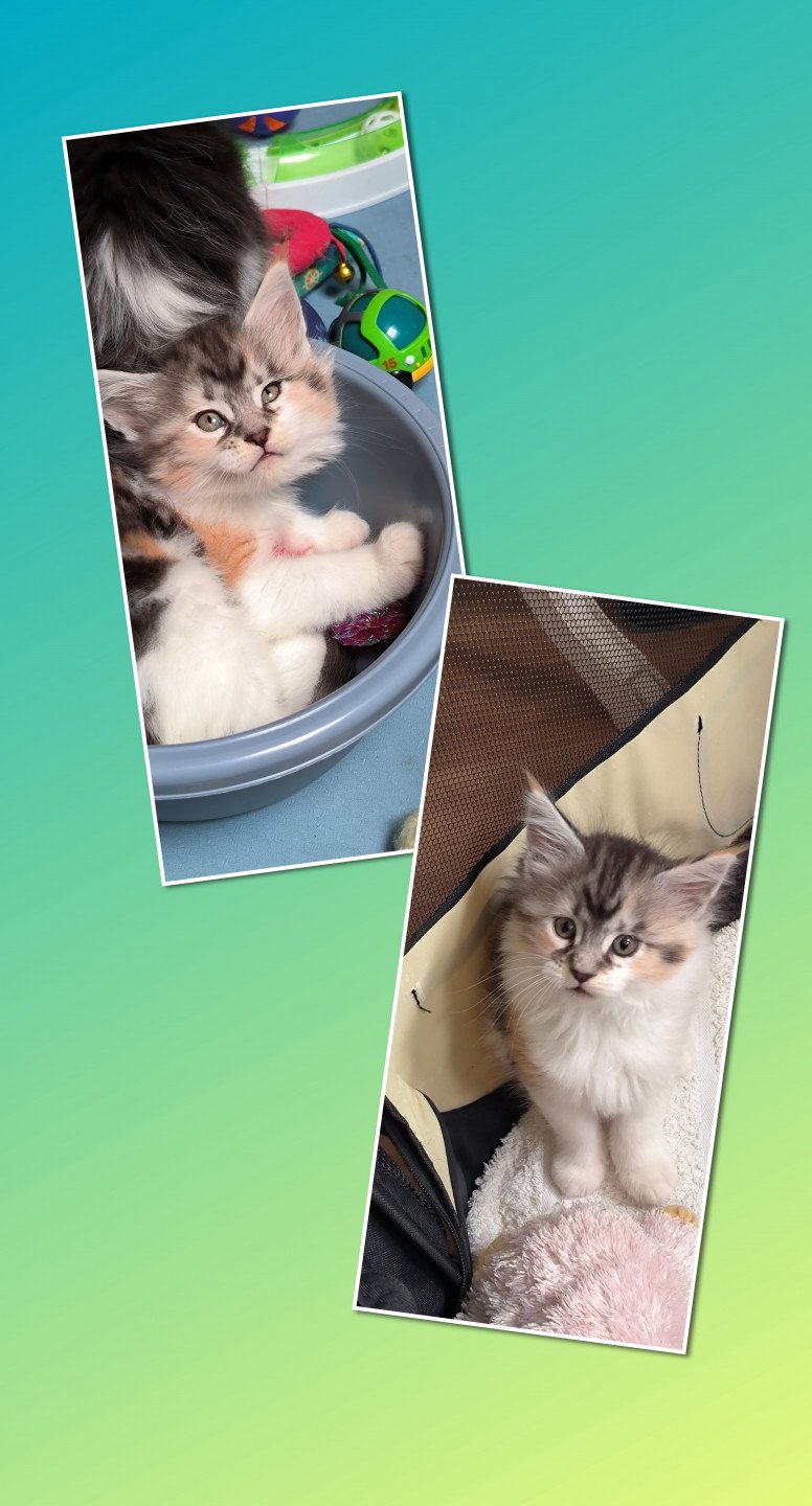 chaton Maine coon black tortie & blanc UTHA de Ti Laouen Chatterie de Ti Laouen