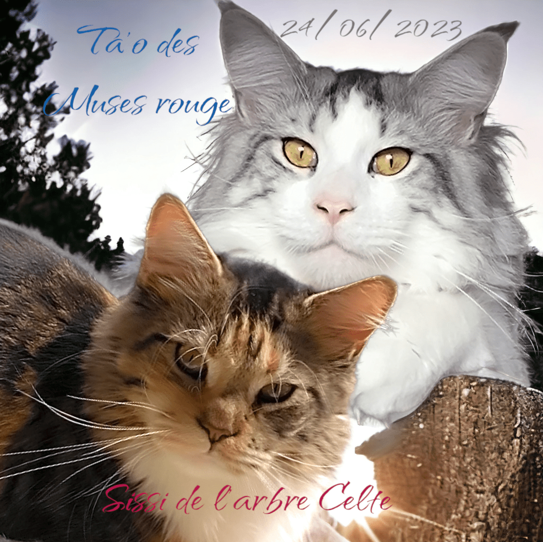 PhotoRoom-20230724_135458