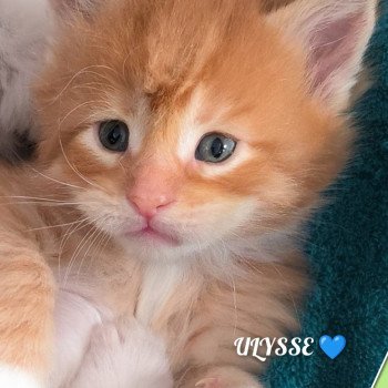 chaton Maine coon red mackerel tabby & blanc ULYSSE de Ti Laouen Chatterie de Ti Laouen chaton Maine coon red mackerel tabby & blanc ULYSSE de Ti Laouen Chatterie de Ti Laouen