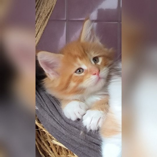 ULYSSE de Ti Laouen De ti Laouen Mâle Maine coon