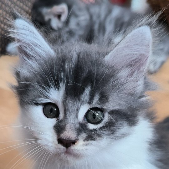 U'AVA-UĪANA de Ti Laouen De ti Laouen Femelle Maine coon polydactyle