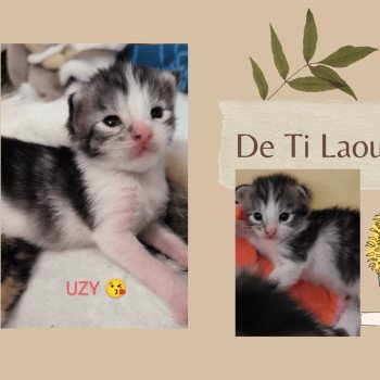 chaton Maine coon UZY de Ti Laouen Chatterie de Ti Laouen