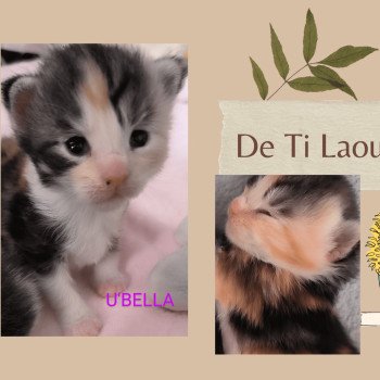 chaton Maine coon black tortie & blanc U'BELLA de Ti Laouen Chatterie de Ti Laouen