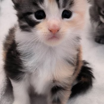 chaton Maine coon black tortie & blanc U'BELLA de Ti Laouen Chatterie de Ti Laouen