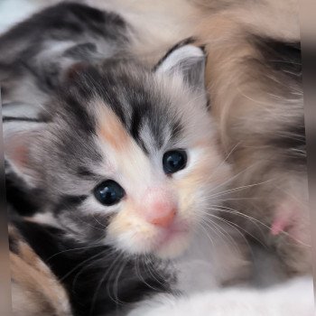 chaton Maine coon black tortie smoke & blanc U'BELLA de Ti Laouen Chatterie de Ti Laouen