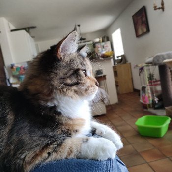 chat Maine coon brown tortie mackerel tabby & blanc Sissi Chatterie de Ti Laouen