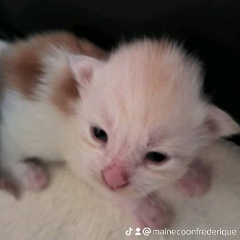 chaton Maine coon red silver blotched tabby & blanc Ubyes one Chatterie de Ti Laouen chaton Maine coon red silver blotched tabby & blanc Ubyes one Chatterie de Ti Laouen