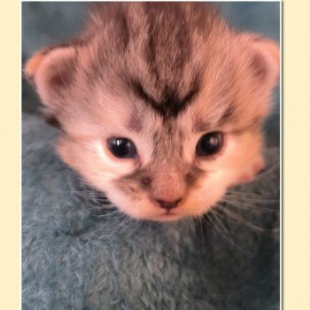 chaton Maine coon black tortie smoke & blanc Ubyes Seven Chatterie de Ti Laouen chaton Maine coon black tortie smoke & blanc Ubyes Seven Chatterie de Ti Laouen