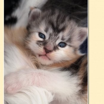 chaton Maine coon black tortie smoke & blanc Ubyes Seven Chatterie de Ti Laouen chaton Maine coon black tortie smoke & blanc Ubyes Seven Chatterie de Ti Laouen