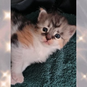 chaton Maine coon black tortie smoke & blanc Ubyes Seven Chatterie de Ti Laouen chaton Maine coon black tortie smoke & blanc Ubyes Seven Chatterie de Ti Laouen
