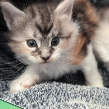 chaton Maine coon black tortie & blanc Ubyes Seven Chatterie de Ti Laouen chaton Maine coon black tortie & blanc Ubyes Seven Chatterie de Ti Laouen