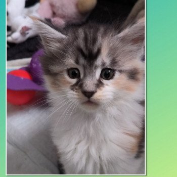 chaton Maine coon black tortie & blanc UTHA de Ti Laouen Chatterie de Ti Laouen chaton Maine coon black tortie & blanc UTHA de Ti Laouen Chatterie de Ti Laouen