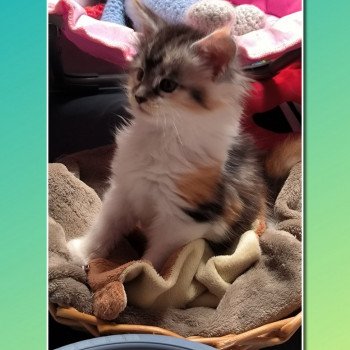 chaton Maine coon black tortie & blanc UTHA de Ti Laouen Chatterie de Ti Laouen chaton Maine coon black tortie & blanc UTHA de Ti Laouen Chatterie de Ti Laouen