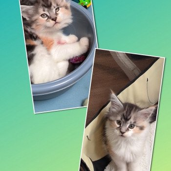chaton Maine coon black tortie & blanc UTHA de Ti Laouen Chatterie de Ti Laouen chaton Maine coon black tortie & blanc UTHA de Ti Laouen Chatterie de Ti Laouen