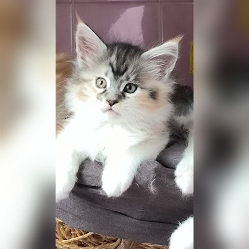 UTHA de Ti Laouen De ti Laouen Femelle Maine coon UTHA de Ti Laouen De ti Laouen Femelle Maine coon