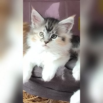 chaton Maine coon black tortie & blanc UTHA de Ti Laouen Chatterie de Ti Laouen chaton Maine coon black tortie & blanc UTHA de Ti Laouen Chatterie de Ti Laouen