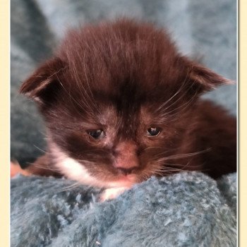 chaton Maine coon black & blanc Ubyes Three Chatterie de Ti Laouen chaton Maine coon black & blanc Ubyes Three Chatterie de Ti Laouen